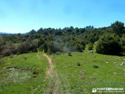 Valle de la Pizarra y los Brajales - Cebreros; senderismo burgos robregordo tejo arbol